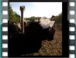 egyévesek keringője